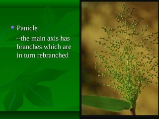 

Panicle
--the main axis has
branches which are
in turn rebranched

 