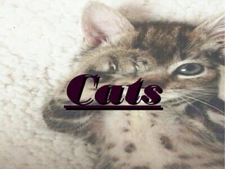 CatsCats
 