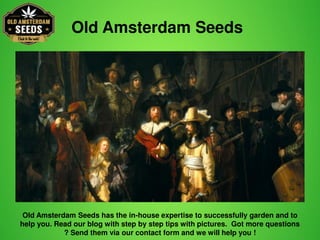 Old Amsterdam Seeds
Old Amsterdam Seeds has the in-house expertise to successfully garden and to
help you. Read our blog with step by step tips with pictures. Got more questions
? Send them via our contact form and we will help you !
 