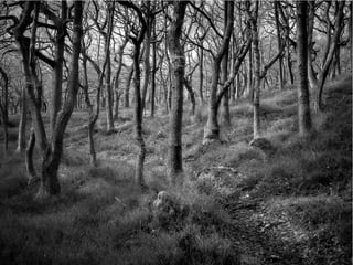 The Sixth Extinction (2014)