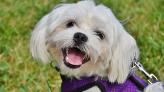 Maltese - AnimalGiftIdeas
