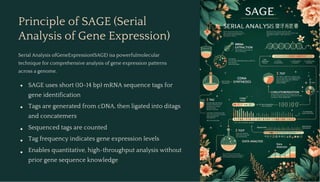 gene expression by sage serial analysis of gene expression | PDF