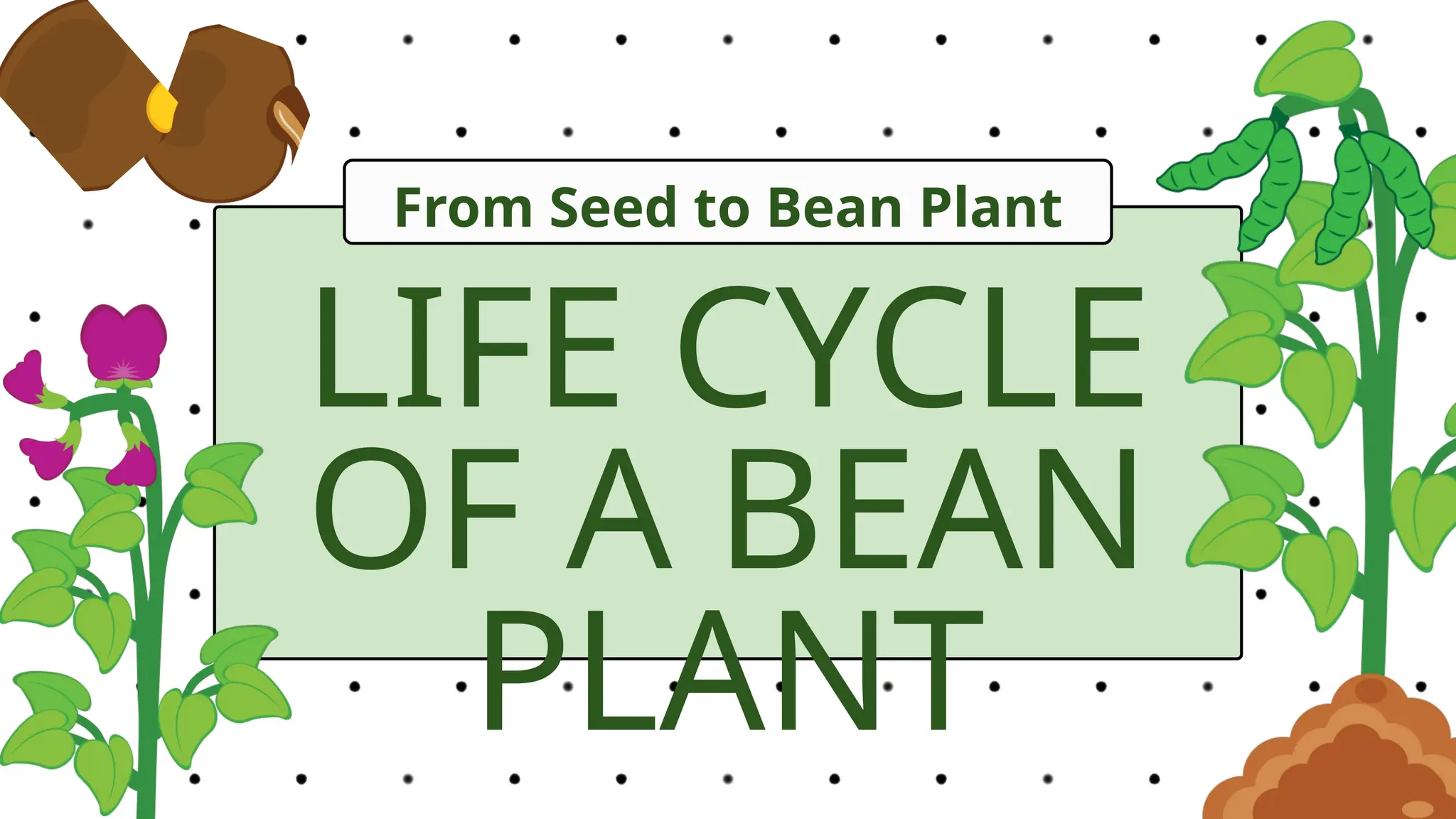 Untitled design (1) LIFE CYCLE OF A BEAN PLANT.pptx