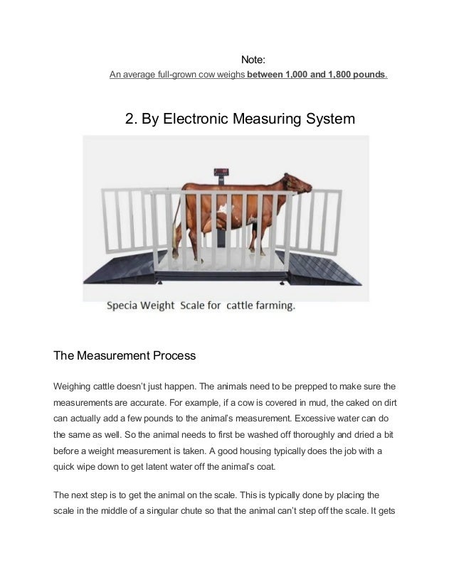 How To Weight A Cow