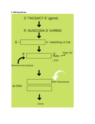 2. cDNA synthesis:
 