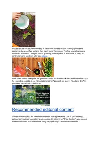 Pickled lettuce can be planted widely in small beds instead of rows. Simply sprinkle the
seeds into the weed-free soil and then lightly tamp them down. The first young leaves are
harvested as lettuce. Then you should gradually thin the plants to a distance of 25 to 30
centimeters and use them later as a lettuce.
What tasks should be high on the gardener's to-do list in March? Karina Nennstiel finds it out
for you in this episode of our "Grünstadtmenschen" podcast - as always "short and dirty" in
just under five minutes. Listen now!
Recommended editorial content
Content matching You will find external content from Spotify here. Due to your tracking
setting, technical representation is not possible. By clicking on "Show Content", you consent
to external content from this service being displayed to you with immediate effect.
 