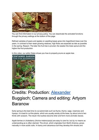 You can find information in our privacy policy. You can deactivate the activated functions
through the privacy settings at the bottom of the page.
Refined varieties of pears and apples on seedling bases grow into magnificent trees over the
years. In contrast to their weak growing relatives, high flows are expected as late as possible
in the spring. Reason: The later the fruit tree is pruned, the weaker the trees sprout and the
higher the fruit production.
In this video, our editor Dieke shows you how to properly prune an apple tree.
Credits: Production: Alexander
Buggisch; Camera and editing: Artyom
Baranow
Early spring is the best time to cut perennials such as thyme, thyme, sage, rosemary and
hyssop. It is best to cut the plants, which are usually woody at the base, by about one to two
thirds with scissors. The result: the bushes become drier and form more aromatic leaves.
Apple berries or chokeberry (Aronia melanocarpa) are easy to care for, but by no means as
undemanding as is often claimed. The shrub, which originates from North America, grows
naturally in more acidic soils. In loamy and calcareous soil they develop thin shoots and
 