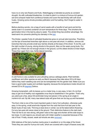 have no or only rare flowers and fruits. Waterlogging is tolerated as poorly as constant
drought. As with cultivated blueberries, it is best to plant in a mixture of humus-rich garden
soil and compost made from coniferous forests and cover the bed thickly with soft wood
husks. Growing some shrubs provides pollination and fruit setting. Don't forget to water in
summer!
Before planting carrots, mix a bag of carrot seeds with a handful of wet sand and let the
seeds soak in a covered container at room temperature for three days. This shortens the
germination time in the bed by about a week. The whole thing has another advantage: the
seed-sand mix prevents planting too densely in the bed.
The thicker, sweeter fruits of cultivated blueberries grow on annual side branches. Therefore,
cut the tips of branched branches right above a one-year-old shoot. In addition, remove old
branches that only provide small sour berries directly at the base of the shoot. To do this, pull
the right number of young, strong shoots to the ground. Also cut the weak young buds. Our
garden tip: If there are not enough shoots in the ground, cut the oldest shoots to knee height.
These then again form new, fertile lateral branches.
A cold frame is very suitable for pre-cultivating various cabbage plants. Plant kohlrabi,
cauliflower and other species as early as March because they take about 30 to 40 days
before they reach seedling size and can be transplanted into the garden bed. Make sure you
have a good water supply and ventilate regularly, because the temperature inside should not
exceed 22 to 25 degrees Celsius.
Growing horseradish, with its leaves up to a meter long, is very easy. In fact, it's not that
easy to get rid of healthy root vegetables once they're established in the garden. That's why
you plant just a few, about 30-centimeter-long root pieces in the spring at an angle in
nutrient-rich soil. By fall, many new lateral roots will grow that can be dug up and harvested.
The thorn mite is one of the most important pests in berry fruit cultivation, otherwise quite
easy. In the spring, small arachnids migrate from the rods that bore fruit last year to the
flower buds of new rods. Thinning is best done in winter, but at the latest before flowering.
Cut any two-year-old canes close to the ground. Their distinctive feature is the dark bark.
Then tie five to six new strong, still green rods to the cage and shorten all the side loops to
two loops. In cold regions you should wait until milder weather is expected because of the
risk of frost. Finally, excess, weak soil shoots are also removed.
Wild relatives of the berry bushes mainly grow in woodland or on the edge of the forest.
There they are used for humus-rich soils, which are covered with a layer of leaves every fall.
 