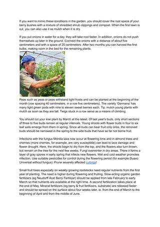 If you want to mimic these conditions in the garden, you should cover the root space of your
berry bushes with a mixture of shredded shrub clippings and compost. When the first lawn is
cut, you can also use it as mulch when it is dry.
If you put onions in water for a day, they will take root faster. In addition, onions do not push
themselves up later in the ground. Connect the onions with a distance of about five
centimeters and with a space of 20 centimeters. After two months you can harvest the first
bulbs, making room in the bed for the remaining plants.
Peas such as peas or peas withstand light frosts and can be planted at the beginning of the
month (row spacing 40 centimeters, in a row five centimeters). The variety 'Germana' has
many light green pods with nine to eleven sweet berries each. Tip: mulch young plants with
mulch as soon as they are tall. Twigs stuck in a row serve as a means of climbing.
You should cut your kiwi plant by March at the latest. Of last year's buds, only short sections
of three to five buds remain at regular intervals. Young shoots with flower buds in four to six
leaf axils emerge from them in spring. Since all buds can bear fruit only once, the removed
buds should be narrowed in the spring to the side buds that have so far not borne fruit.
Infections with the fungus Monilia laxa now occur at flowering time and in almond trees and
cherries (more cherries, for example, are very susceptible) can lead to lace damage and
flower drought. Here, the shoots begin to dry from the top, and the flowers also turn brown,
but remain on the tree for the next few weeks. Fungi overwinter in dry areas. There it forms a
layer of gray spores in early spring that infects new flowers. Wet and cool weather promotes
infection. Use suitable pesticides for control during the flowering period (for example Duaxo
Universal without fungus). Prune severely affected cuttings!
Small fruit trees especially on weakly growing rootstocks need regular nutrients from the first
year of planting. The need is higher during flowering and fruiting. Slow-acting organic garden
fertilizers (eg Neudorff Acet Berry Fertilizer) should be applied from late February to early
March so that nutrients are available at the right time. A second fertilization takes place at
the end of May. Mineral fertilizers (eg berry & fruit fertilizers, substrate) are released faster
and should be spread on the surface about four weeks later, ie. from the end of March to the
beginning of April and from the middle of June.
 