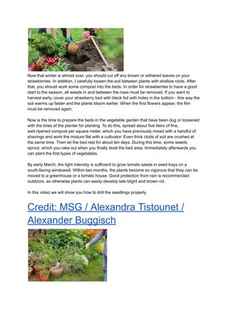 Now that winter is almost over, you should cut off any brown or withered leaves on your
strawberries. In addition, I carefully loosen the soil between plants with shallow roots. After
that, you should work some compost into the beds. In order for strawberries to have a good
start to the season, all weeds in and between the rows must be removed. If you want to
harvest early, cover your strawberry bed with black foil with holes in the bottom - this way the
soil warms up faster and the plants bloom earlier. When the first flowers appear, the film
must be removed again.
Now is the time to prepare the beds in the vegetable garden that have been dug or loosened
with the tines of the planter for planting. To do this, spread about five liters of fine,
well-ripened compost per square meter, which you have previously mixed with a handful of
shavings and work the mixture flat with a cultivator. Even thick clods of soil are crushed at
the same time. Then let the bed rest for about ten days. During this time, some weeds
sprout, which you rake out when you finally level the bed area. Immediately afterwards you
can plant the first types of vegetables.
By early March, the light intensity is sufficient to grow tomato seeds in seed trays on a
south-facing windowsill. Within two months, the plants become so vigorous that they can be
moved to a greenhouse or a tomato house. Good protection from rain is recommended
outdoors, as otherwise plants can easily develop late blight and brown rot.
In this video we will show you how to drill the seedlings properly.
Credit: MSG / Alexandra Tistounet /
Alexander Buggisch
 