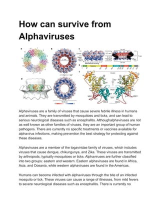 How can survive from
Alphaviruses
Alphaviruses are a family of viruses that cause severe febrile illness in humans
and animals. They are transmitted by mosquitoes and ticks, and can lead to
serious neurological diseases such as encephalitis. Althoughalphaviruses are not
as well known as other families of viruses, they are an important group of human
pathogens. There are currently no specific treatments or vaccines available for
alphavirus infections, making prevention the best strategy for protecting against
these diseases.
Alphaviruses are a member of the togaviridae family of viruses, which includes
viruses that cause dengue, chikungunya, and Zika. These viruses are transmitted
by arthropods, typically mosquitoes or ticks. Alphaviruses are further classified
into two groups: eastern and western. Eastern alphaviruses are found in Africa,
Asia, and Oceania, while western alphaviruses are found in the Americas.
Humans can become infected with alphaviruses through the bite of an infected
mosquito or tick. These viruses can cause a range of illnesses, from mild fevers
to severe neurological diseases such as encephalitis. There is currently no
 