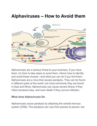 Alphaviruses – How to Avoid them
Alphaviruses are a serious threat to your business. If you have
them, it’s time to take steps to avoid them. Here’s how to identify
and avoid these viruses—and what you can do if you find them.
Alphaviruses are a virus that causes paralysis. They can be found
in different parts of the world, but most commonly they are found
in Asia and Africa. Alphaviruses can cause severe illness if they
infect someone else, and even death if they survive infection.
What does Alphaviruses Do
Alphaviruses cause paralysis by attacking the central nervous
system (CNS). The paralysis can vary from person to person, but
 