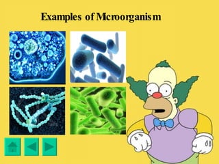 Examples of Microorganism 