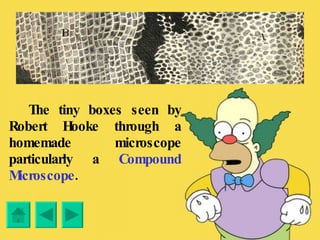       The tiny boxes seen by Robert Hooke through a homemade microscope particularly a  Compound Microscope . 