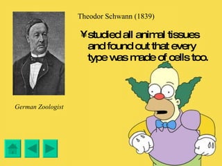 Theodor Schwann (1839) studied all animal tissues and found out that every type was made of cells too. German Zoologist 
