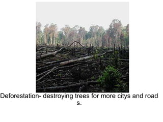 Deforestation- destroying trees for more citys and road s.