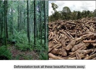 Deforestation:took all these beautiful forests away.
 