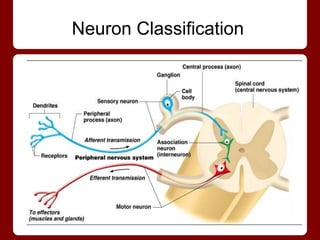 NEURON | PDF
