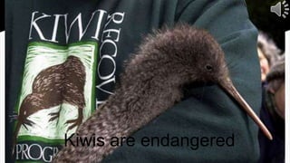 Kiwis are endangered
 