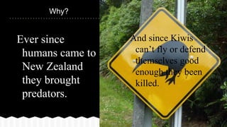 Why?
Ever since
humans came to
New Zealand
they brought
predators.
And since Kiwis
can’t fly or defend
themselves good
enough they been
killed.
 
