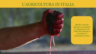 L’AGRICOLTURA IN ITALIA
388.881 aziende
agricole si occupano
di coltivazione vite
+900.000 aziende si
occupano di
coltivazione di olivi
 