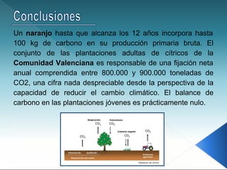 Un naranjo hasta que alcanza los 12 años incorpora hasta
100 kg de carbono en su producción primaria bruta. El
conjunto de las plantaciones adultas de cítricos de la
Comunidad Valenciana es responsable de una fijación neta
anual comprendida entre 800.000 y 900.000 toneladas de
CO2, una cifra nada despreciable desde la perspectiva de la
capacidad de reducir el cambio climático. El balance de
carbono en las plantaciones jóvenes es prácticamente nulo.
 