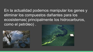 En la actualidad podemos manipular los genes y
eliminar los compuestos dañantes para los
ecosistemas( principalmente los hidrocarburos,
como el petróleo) .
 