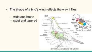 write an essay on flight adaptation in birds
