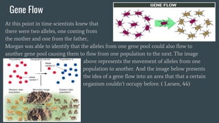 At this point in time scientists knew that
there were two alleles, one coming from
the mother and one from the father,
Morgan was able to identify that the alleles from one gene pool could also flow to
another gene pool causing them to flow from one population to the next. The image
abo above represents the movement of alleles from one
a population to another. And the image below presents
he the idea of a gene flow into an area that that a certain
g organism couldn’t occupy before. ( Larsen, 44)
b
Gene Flow
 