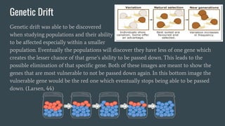 Genetic Drift
Genetic drift was able to be discovered
when studying populations and their ability
to be affected especially within a smaller
population. Eventually the populations will discover they have less of one gene which
creates the lesser chance of that gene’s ability to be passed down. This leads to the
possible elimination of that specific gene. Both of these images are meant to show the
genes that are most vulnerable to not be passed down again. In this bottom image the
vulnerable gene would be the red one which eventually stops being able to be passed
down. (Larsen, 44)
 