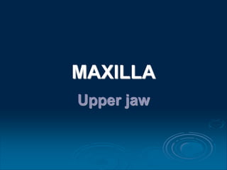 MAXILLA
Upper jaw
 