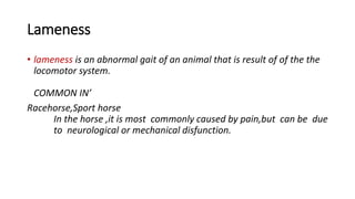 Lameness
• lameness is an abnormal gait of an animal that is result of of the the
locomotor system.
COMMON IN’
Racehorse,Sport horse
In the horse ,it is most commonly caused by pain,but can be due
to neurological or mechanical disfunction.
 