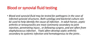 Blood or synovial fluid testing
• Blood and synovial fluid may be tested for pathogens in the case of
infected synovial structures. Both cytology and bacterial culture can
be used to help identify the cause of infection . In adult horses ,septic
arthritis or tenosynovitis are most commonly secondary to joint
injection, penetrating injury , or following surgery ,and are often from
staphylococcus infection . Foals often develop septic arthritis
secondary to systemic infection and hematogenous to the joints .
 