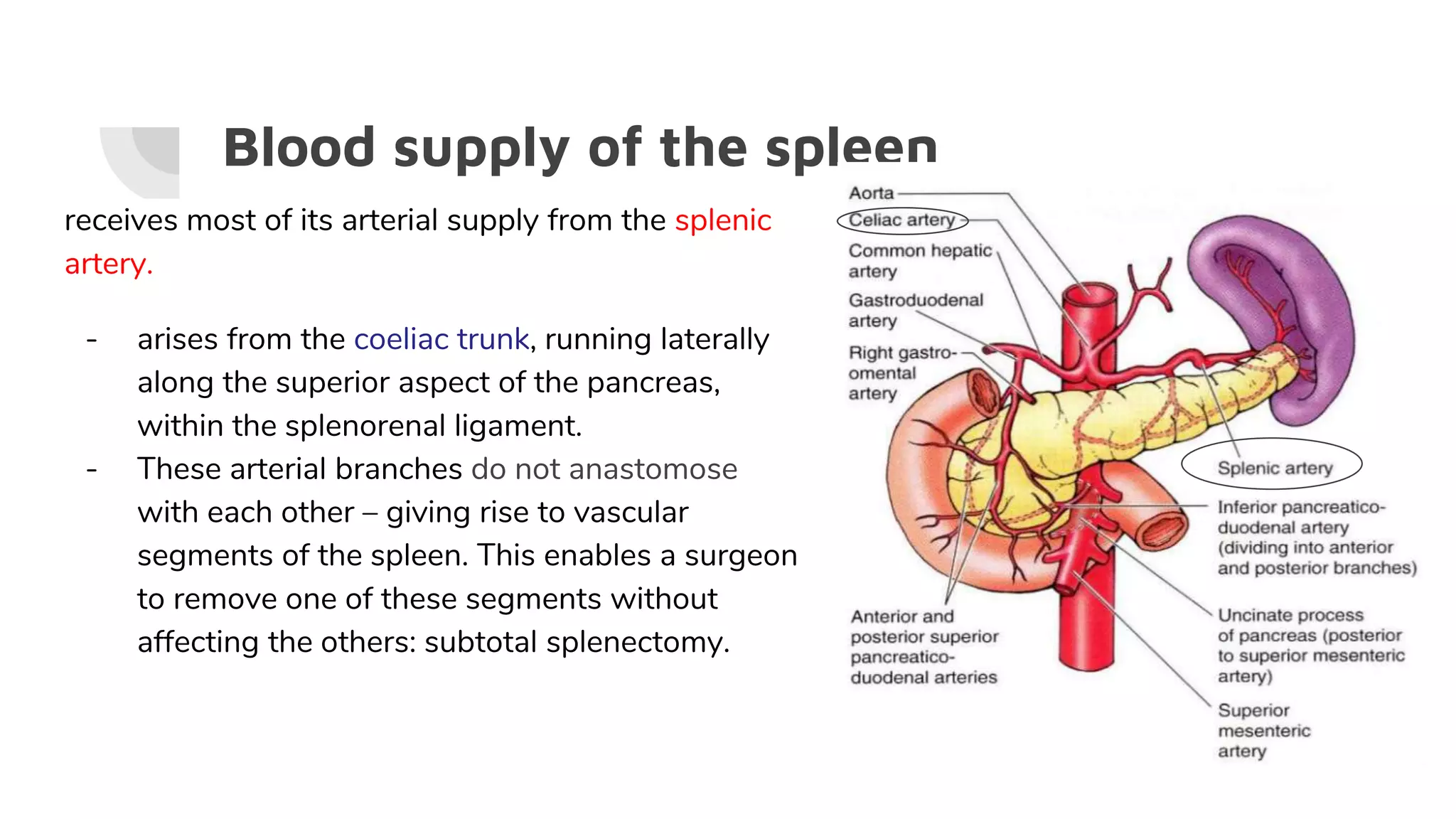 Blood supply of the spleen
receives most of its arterial supply from the splenic
artery.
- arises from the coeliac trunk, running laterally
along the superior aspect of the pancreas,
within the splenorenal ligament.
- These arterial branches do not anastomose
with each other – giving rise to vascular
segments of the spleen. This enables a surgeon
to remove one of these segments without
affecting the others: subtotal splenectomy.
 