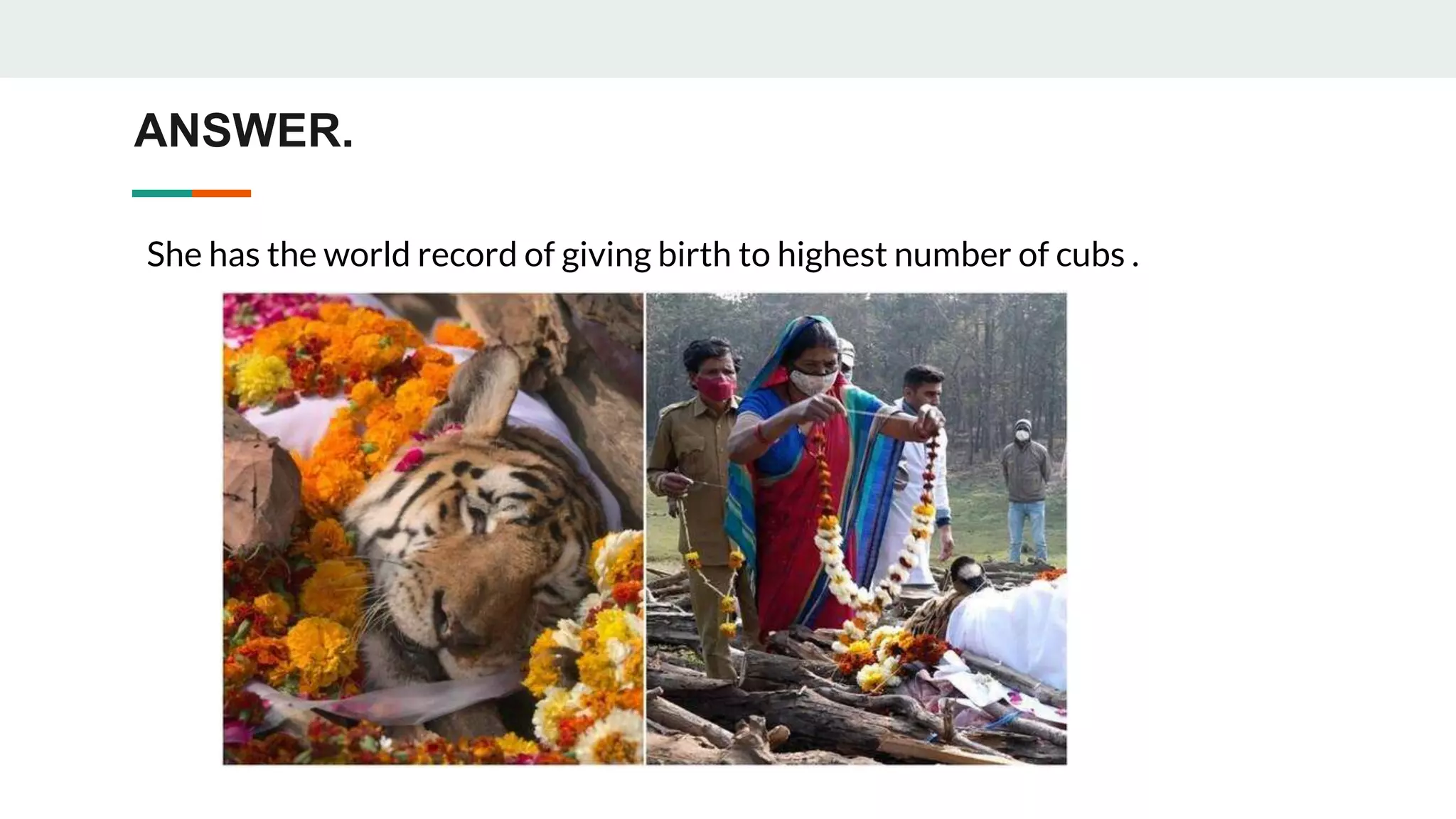 ANSWER.
She has the world record of giving birth to highest number of cubs .
 