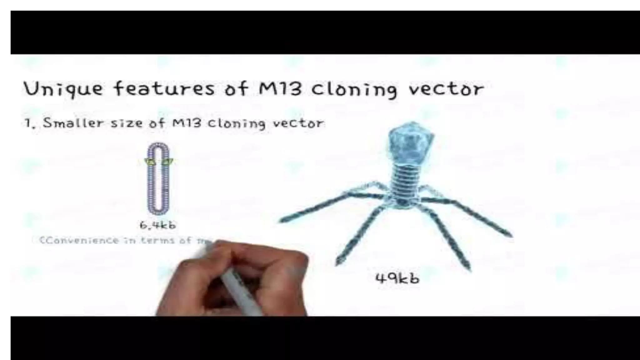 M13 phage
