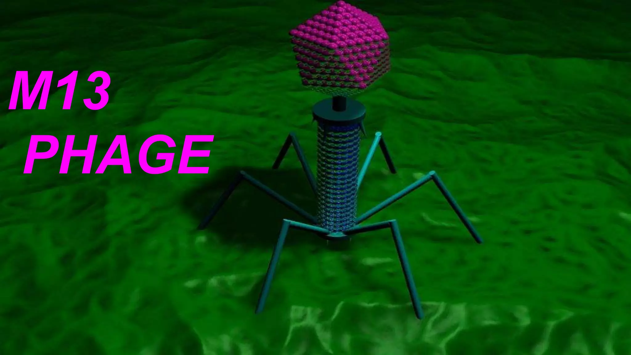 M13
PHAGE