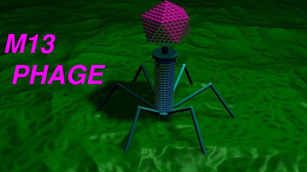 M13 Phage m13-phage