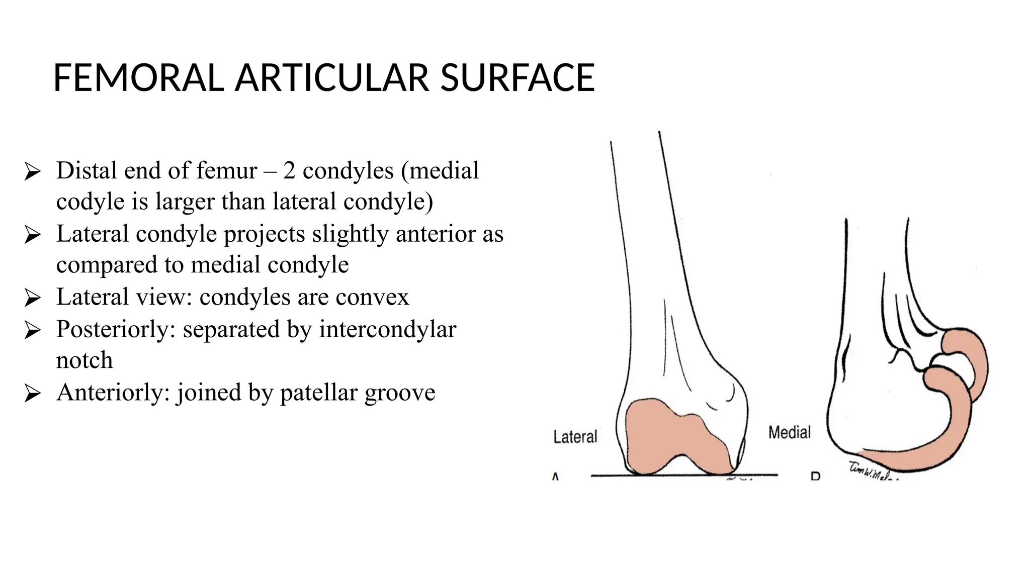 FEMORAL ARTICULAR SURFACE
⮚ Distal end of femur – 2 condyles (medial
codyle is larger than lateral condyle)
⮚ Lateral condyle projects slightly anterior as
compared to medial condyle
⮚ Lateral view: condyles are convex
⮚ Posteriorly: separated by intercondylar
notch
⮚ Anteriorly: joined by patellar groove
 