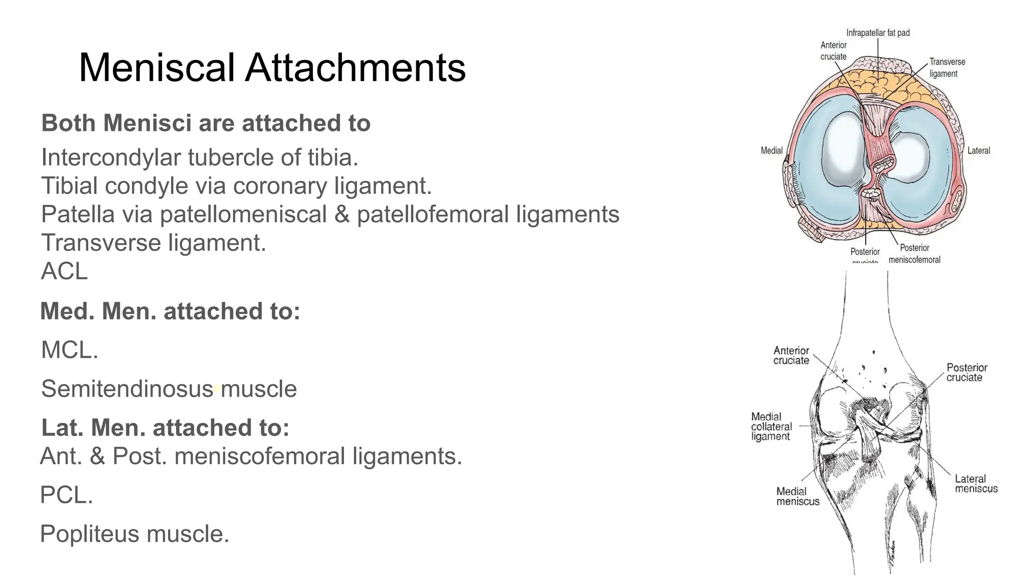 ◼
Meniscal Attachments
Both Menisci are attached to
Intercondylar tubercle of tibia.
Tibial condyle via coronary ligament.
Patella via patellomeniscal & patellofemoral ligaments
Transverse ligament.
ACL
Med. Men. attached to:
MCL.
Semitendinosus muscle.
Lat. Men. attached to:
Ant. & Post. meniscofemoral ligaments.
PCL.
Popliteus muscle.
 