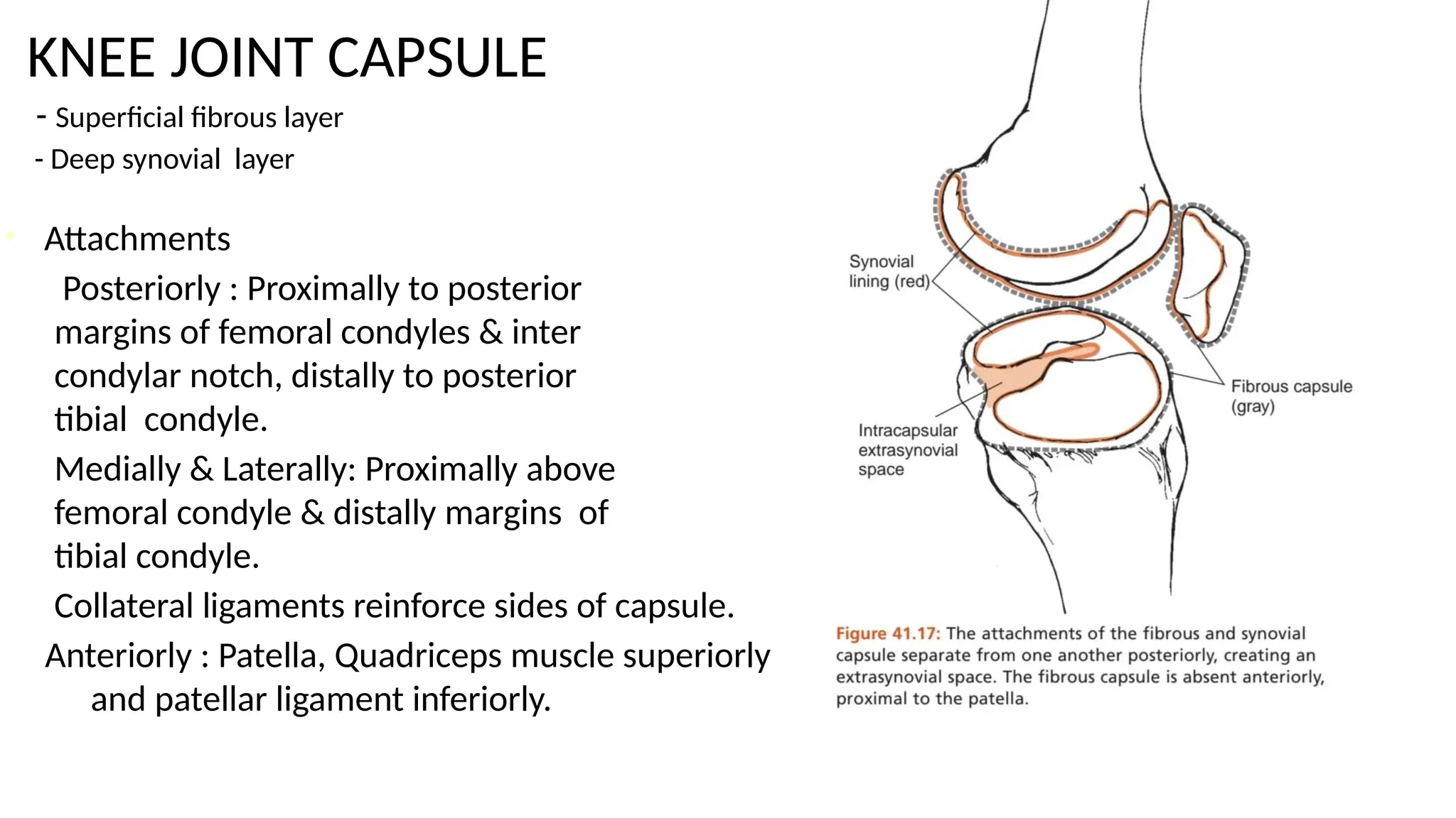 KNEE JOINT CAPSULE
- Superficial fibrous layer
- Deep synovial layer
• Attachments
Posteriorly : Proximally to posterior
margins of femoral condyles & inter
condylar notch, distally to posterior
tibial condyle.
Medially & Laterally: Proximally above
femoral condyle & distally margins of
tibial condyle.
Collateral ligaments reinforce sides of capsule.
Anteriorly : Patella, Quadriceps muscle superiorly
and patellar ligament inferiorly.
 