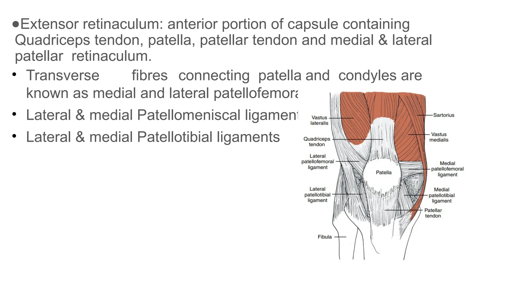 ●Extensor retinaculum: anterior portion of capsule containing
Quadriceps tendon, patella, patellar tendon and medial & lateral
patellar retinaculum.
• Transverse fibres connecting patella and condyles are
known as medial and lateral patellofemoral ligaments.
• Lateral & medial Patellomeniscal ligaments
• Lateral & medial Patellotibial ligaments
 