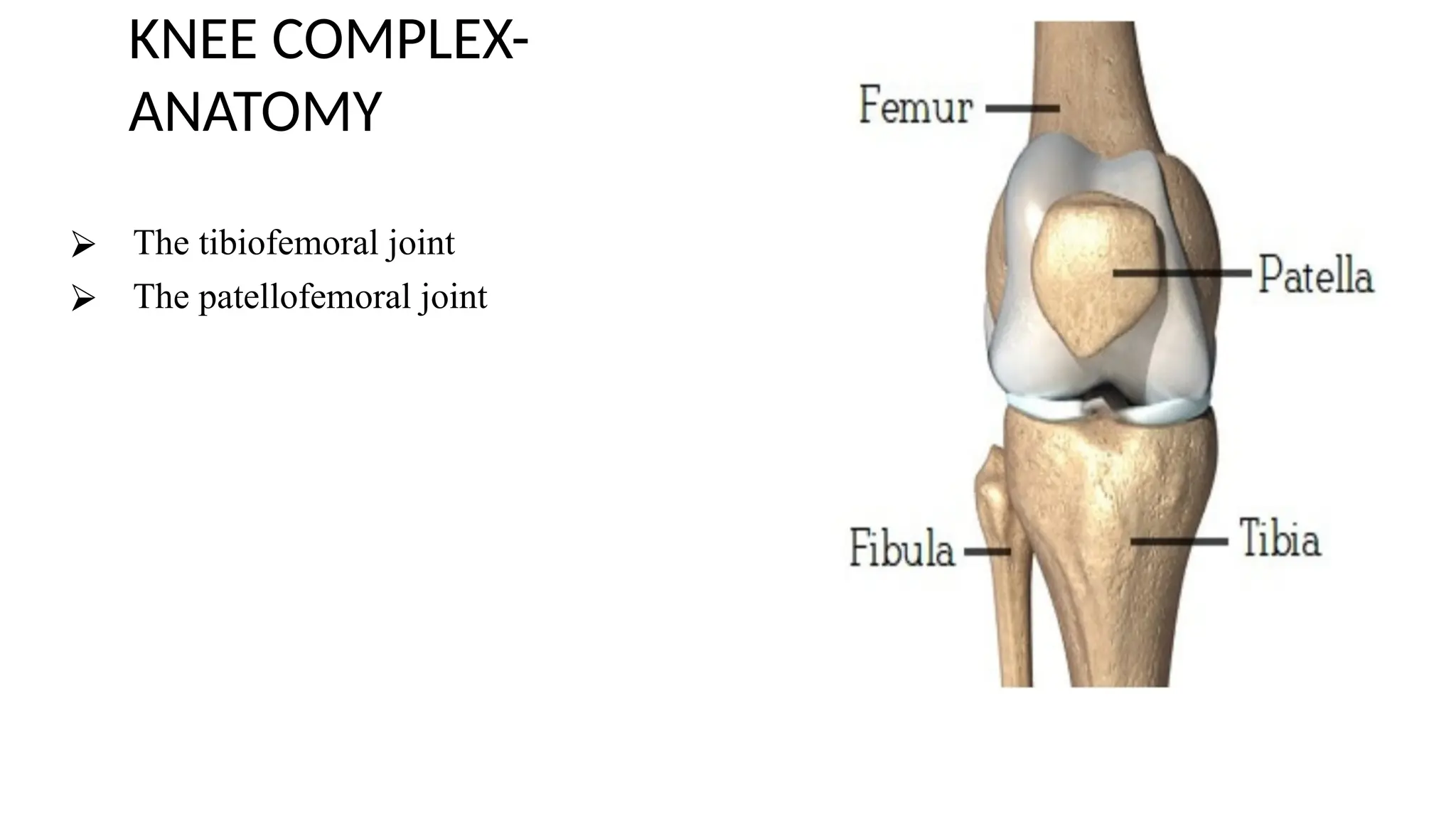 KNEE COMPLEX-
ANATOMY
⮚ The tibiofemoral joint
⮚ The patellofemoral joint
 