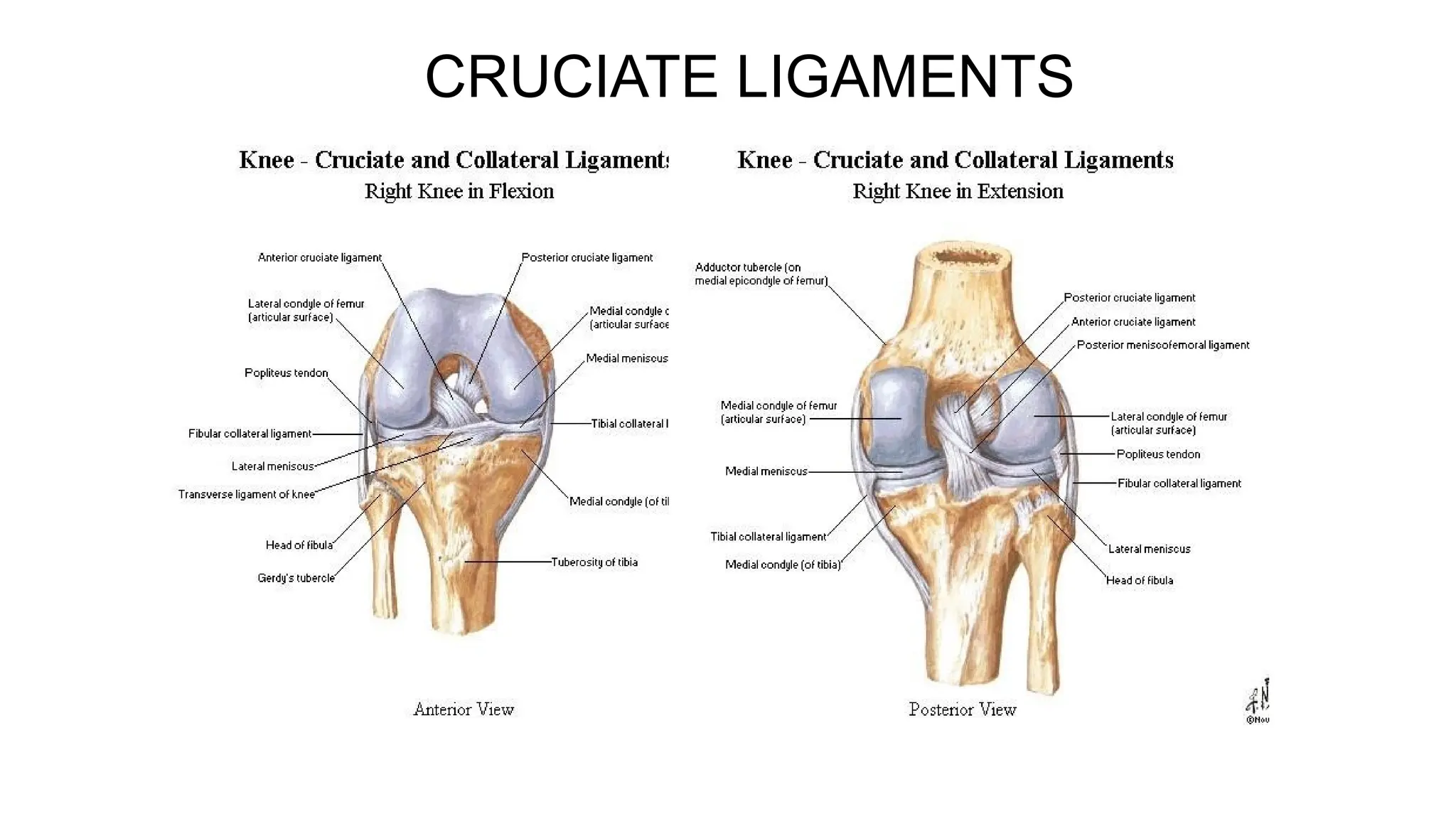 CRUCIATE LIGAMENTS
 