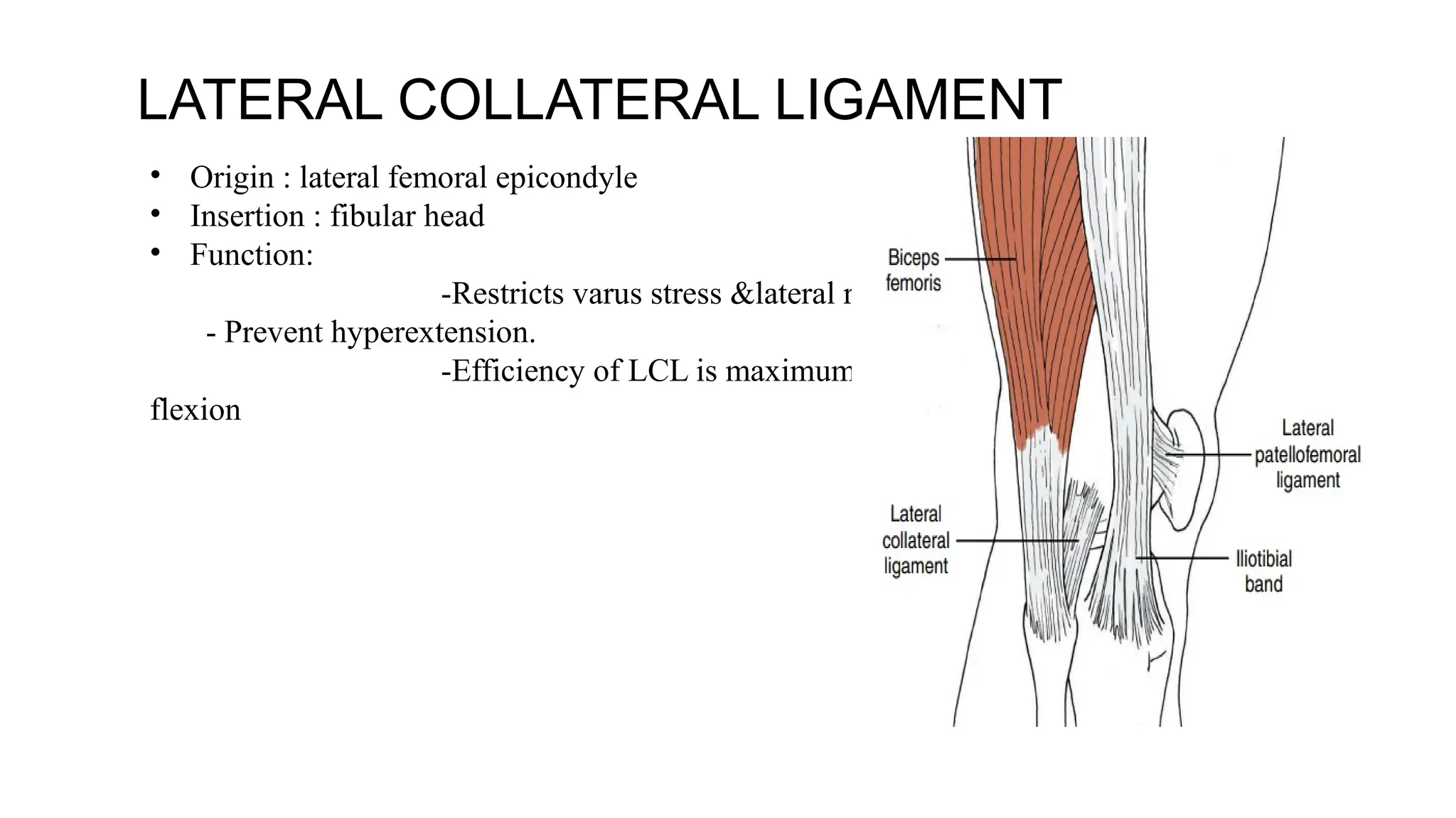 LATERAL COLLATERAL LIGAMENT
• Origin : lateral femoral epicondyle
• Insertion : fibular head
• Function:
-Restricts varus stress &lateral rotation.
- Prevent hyperextension.
-Efficiency of LCL is maximum in 30°
flexion
 
