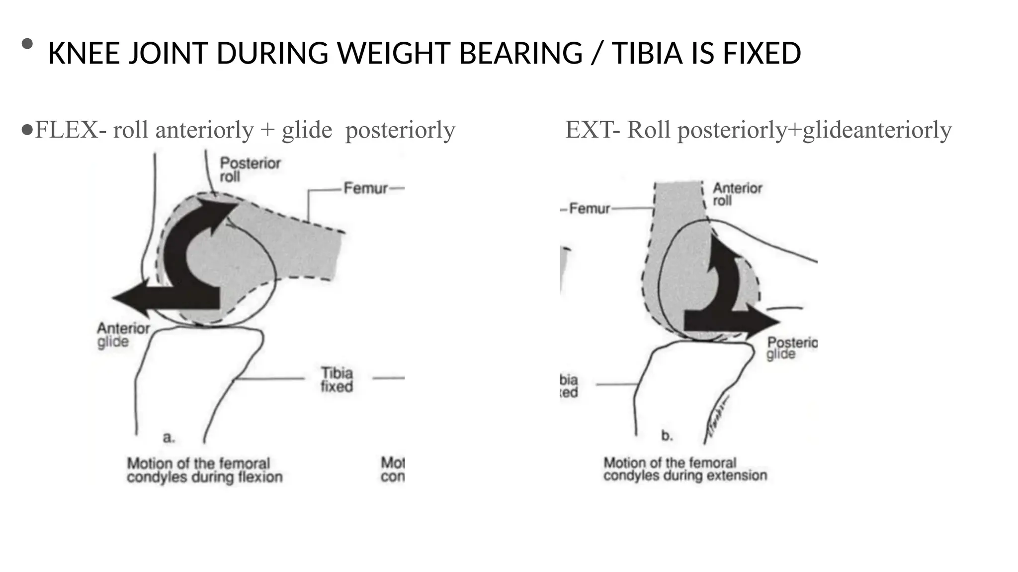 ●
●FLEX- roll anteriorly + glide posteriorly EXT- Roll posteriorly+glideanteriorly
KNEE JOINT DURING WEIGHT BEARING / TIBIA IS FIXED
 
