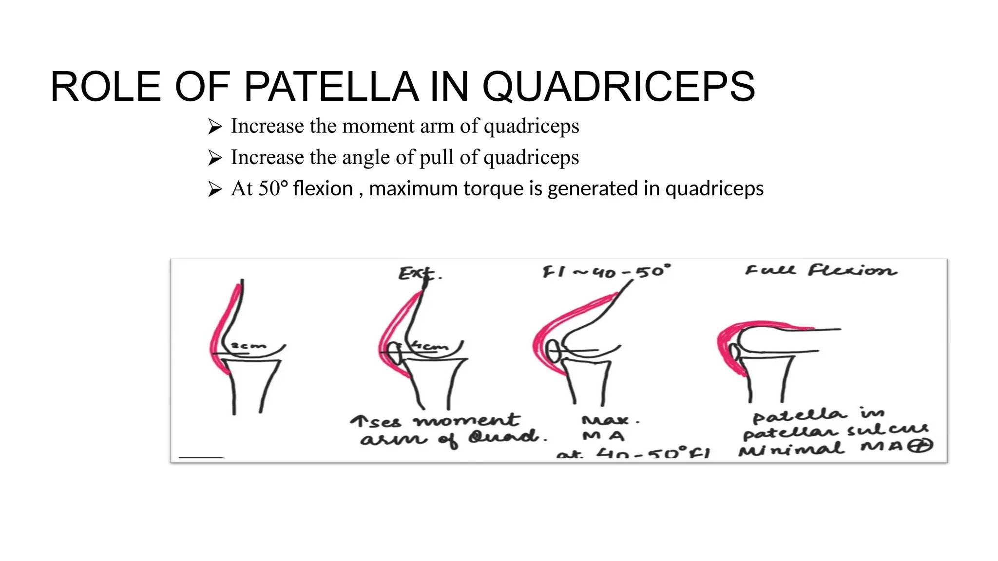 ROLE OF PATELLA IN QUADRICEPS
⮚ Increase the moment arm of quadriceps
⮚ Increase the angle of pull of quadriceps
⮚ At 50° flexion , maximum torque is generated in quadriceps
 