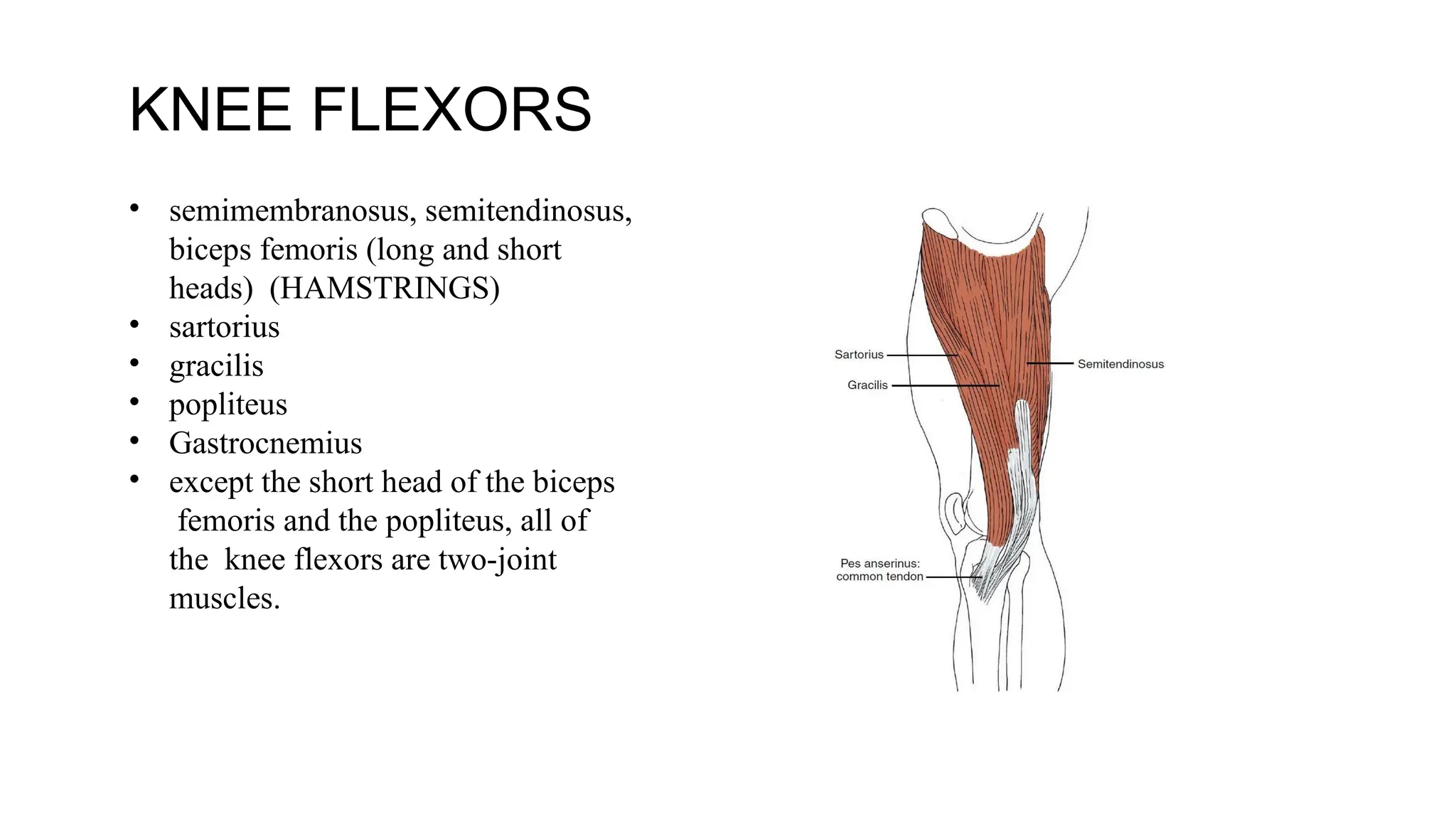KNEE FLEXORS
• semimembranosus, semitendinosus,
biceps femoris (long and short
heads) (HAMSTRINGS)
• sartorius
• gracilis
• popliteus
• Gastrocnemius
• except the short head of the biceps
femoris and the popliteus, all of
the knee flexors are two-joint
muscles.
 