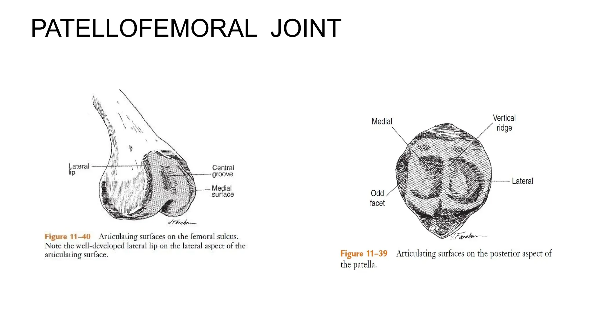 PATELLOFEMORAL JOINT
 