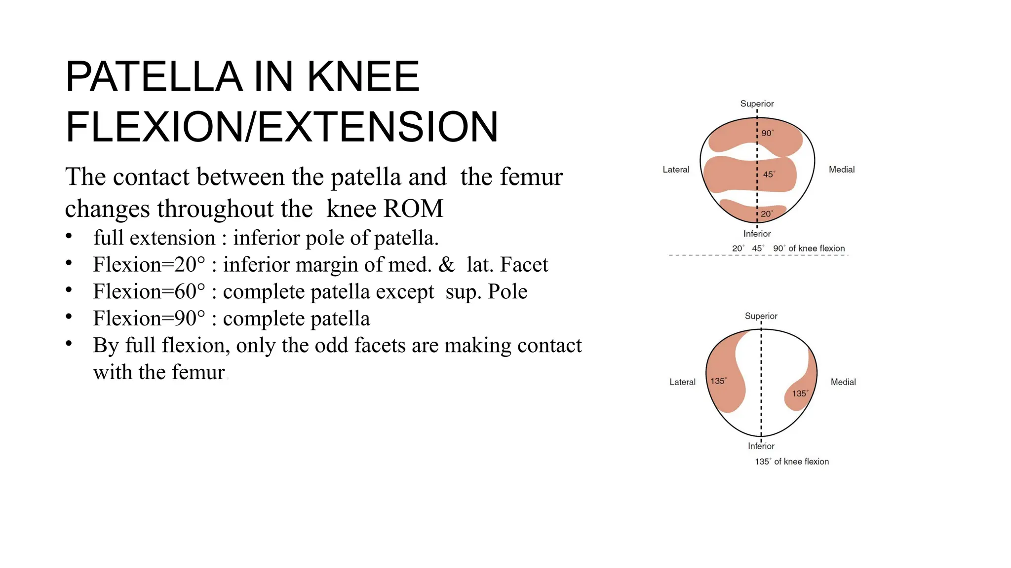 PATELLA IN KNEE
FLEXION/EXTENSION
The contact between the patella and the femur
changes throughout the knee ROM
• full extension : inferior pole of patella.
• Flexion=20° : inferior margin of med. & lat. Facet
• Flexion=60° : complete patella except sup. Pole
• Flexion=90° : complete patella
• By full flexion, only the odd facets are making contact
with the femur.
 